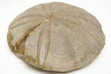 Jurassic Sea Urchin (Clypeus) Fossil - England #211377-1